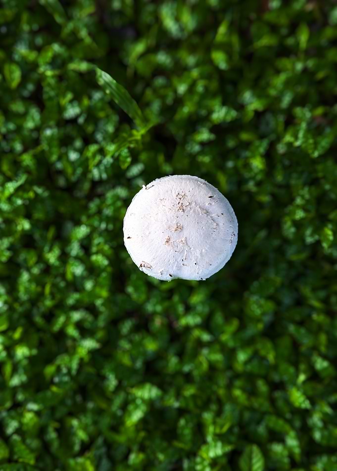 Mushroom on Greenery
