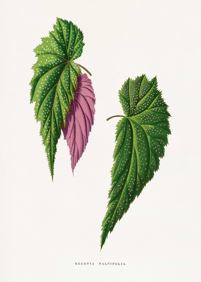 Begonia Falcifolia Botanical Illustration