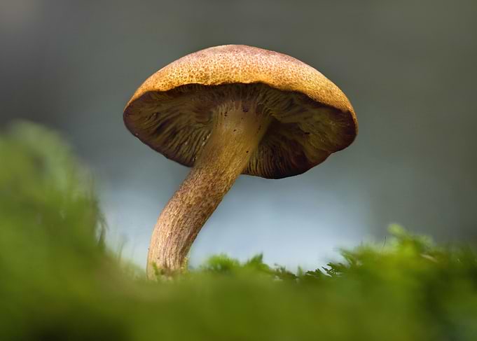 Mushroom on Mossy Ground