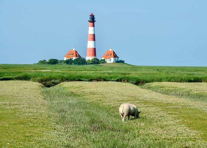 Lighthouse, Sheep, and Green Field