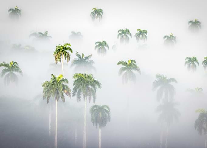 Palm Trees in Fog