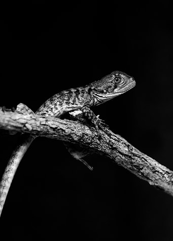 Lizard on Branch, Black and White