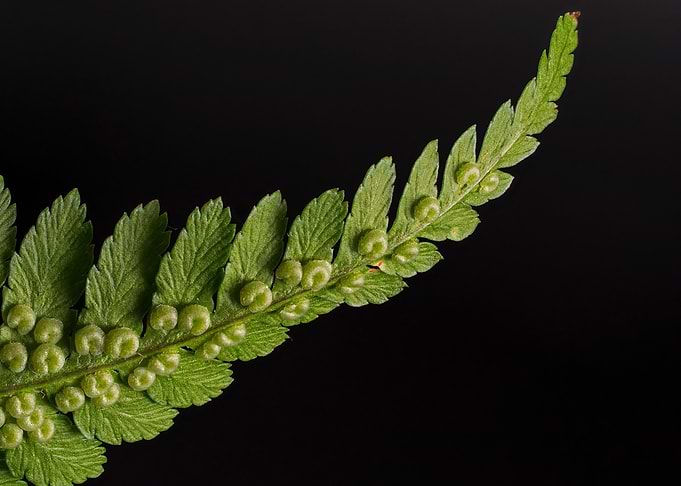 Fern Frond with Sporangia on Black