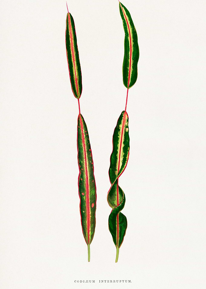 Codiaeum Interuptum Botanical Illustration