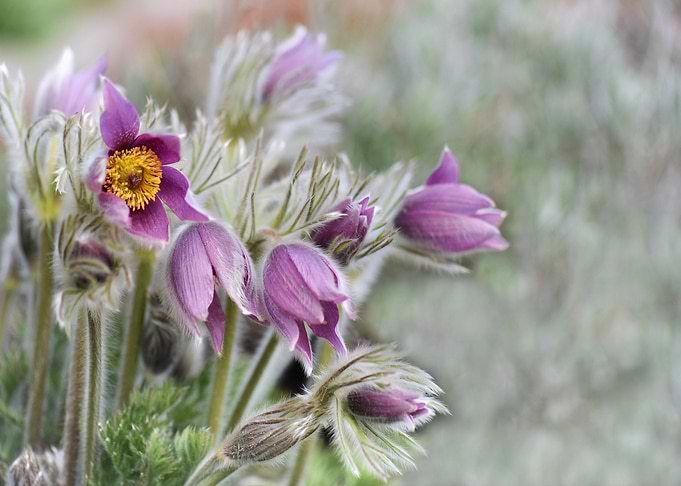 Purple Pasque Flowers in Bloom