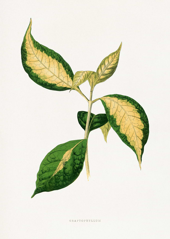 Graptophyllum Plant Illustration