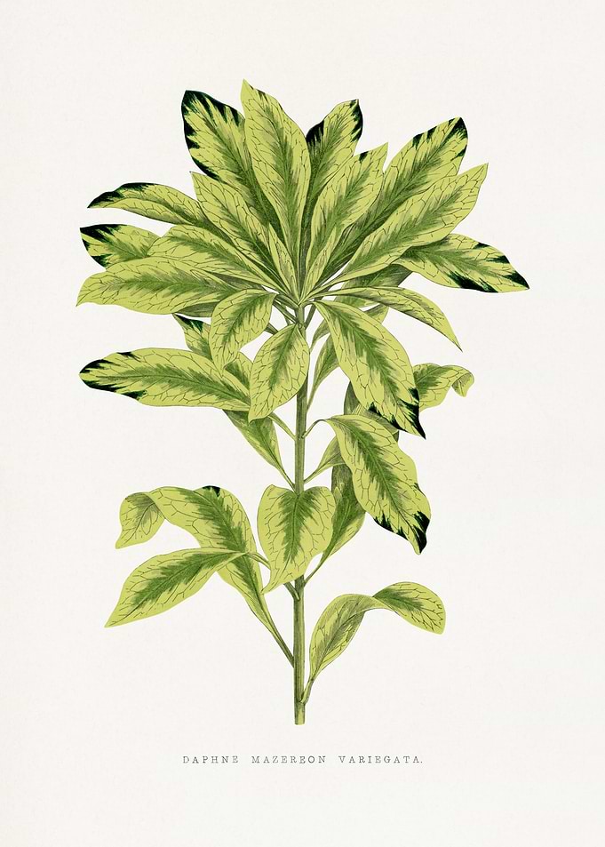 Daphne Mazerson Variegata Botanical Illustration
