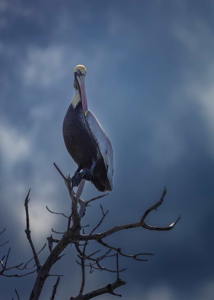 Pelican perched on a bare tree, Cuba