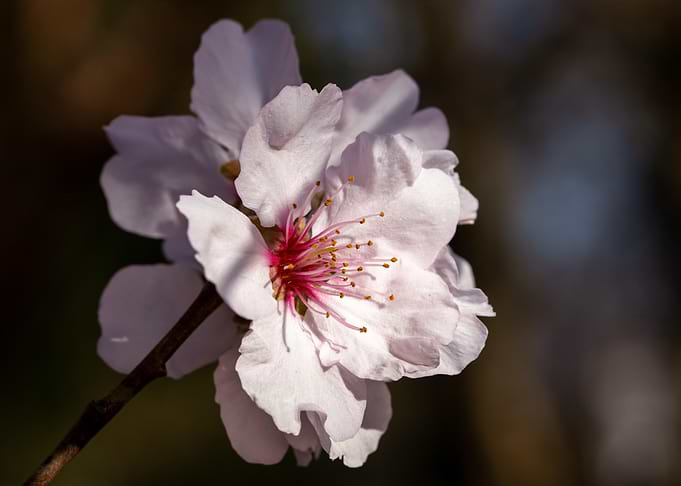Delicate White Blossom Close-Up