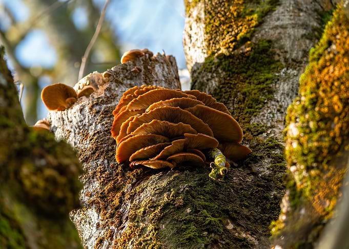 Mushrooms on a Mossy Tree Trunk