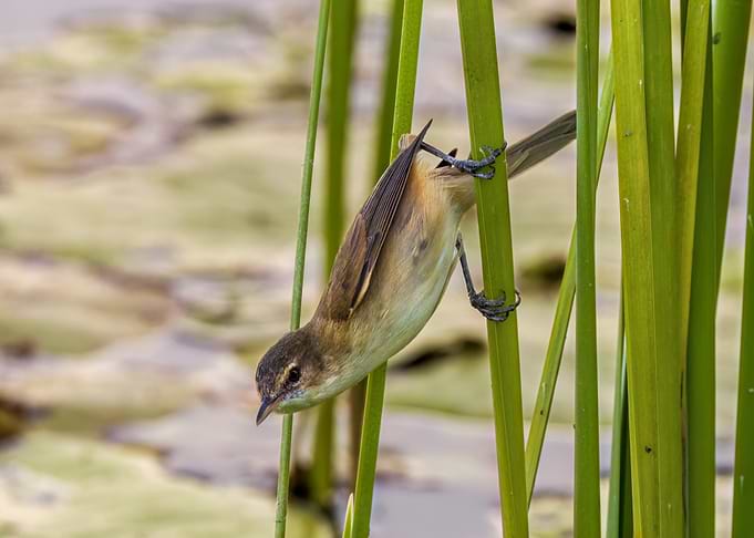 Bird clinging to reeds in nature