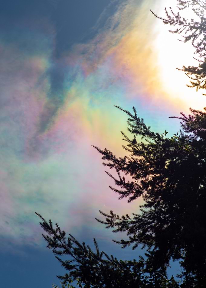 Iridescent Clouds with Tree Silhouette