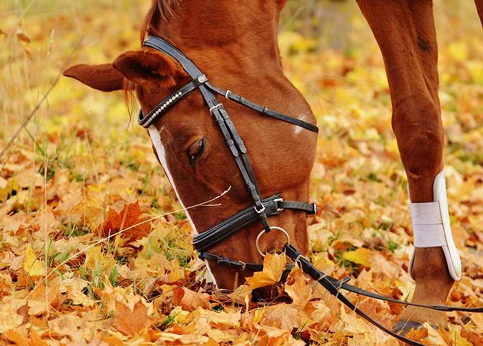 Horse Grazing in Autumn Leaves