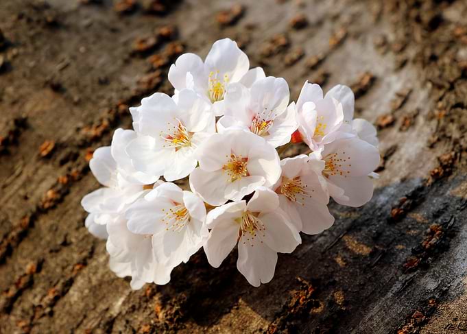 Cherry Blossoms on Tree Bark