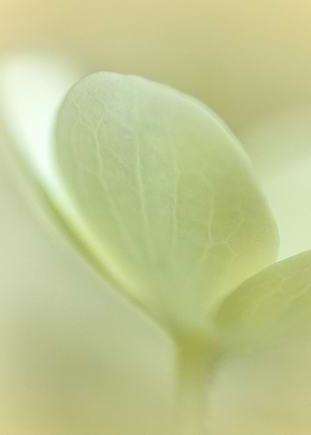 Soft Green Leaf