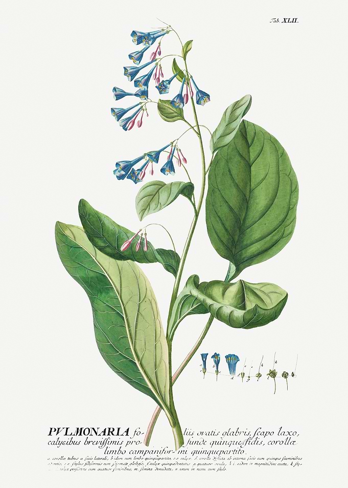 Botanical Illustration of Pulmonaria Flower