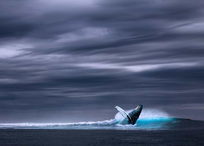 Whale breaching in ocean under cloudy sky