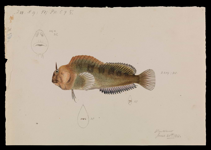 Antique Fish Illustration with Horn