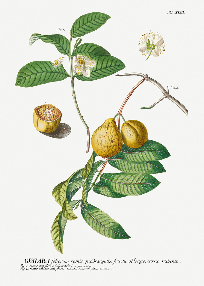 Guava Plant Botanical Illustration