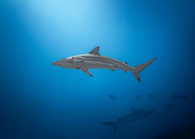 Shark swimming in blue ocean water