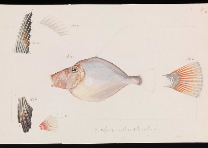 Capris Australis Fish Watercolor Illustration