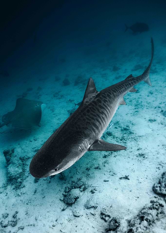 Tiger Shark Underwater