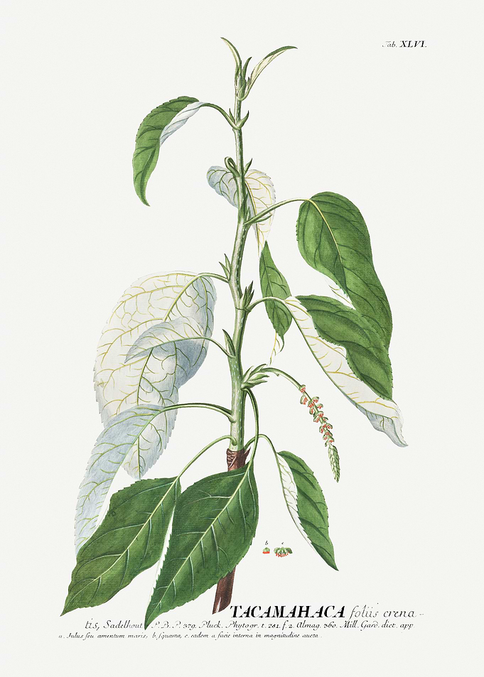 Tacmahaca Foliis Crena Botanical Illustration