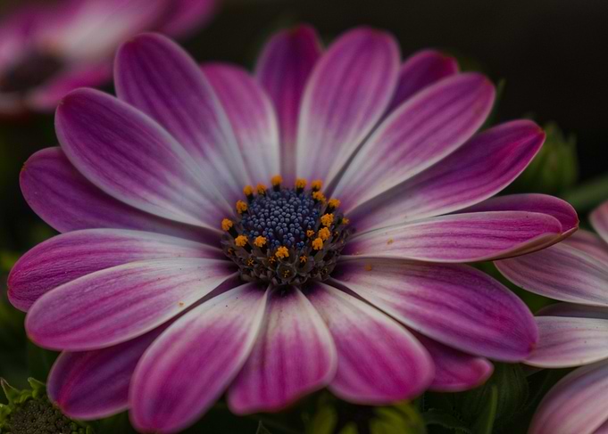 Purple and White Daisy Close-Up