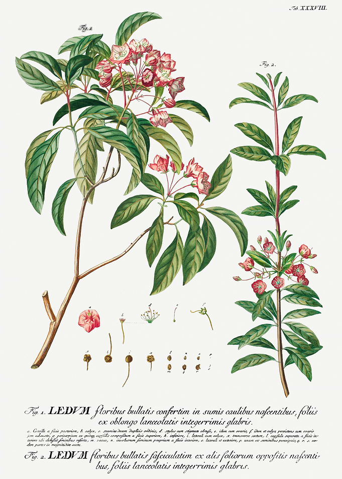 Botanical Illustration of Mountain Laurel