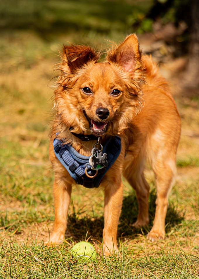 Happy Dog with Tennis Ball