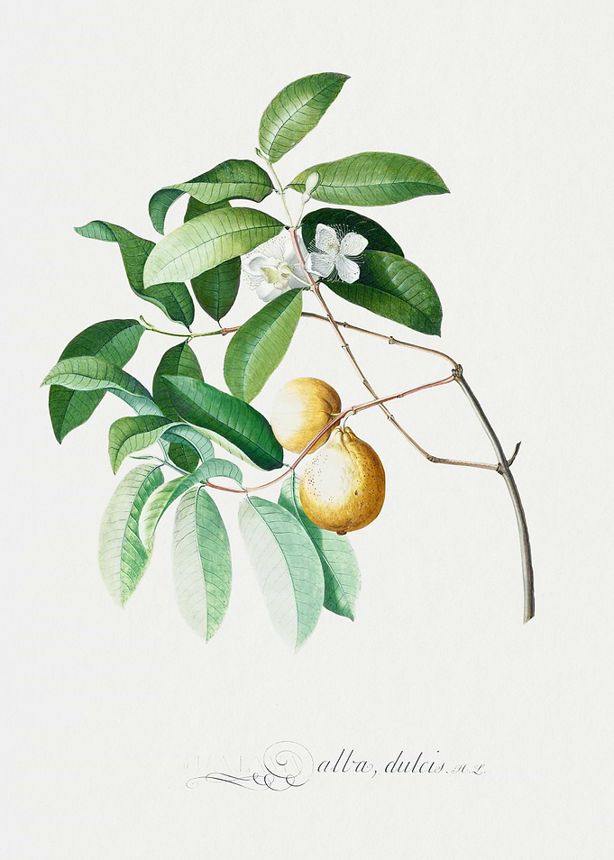 Guava Branch Botanical Illustration