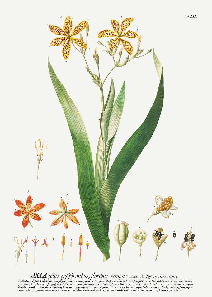 Botanical Illustration of Ixia Plant