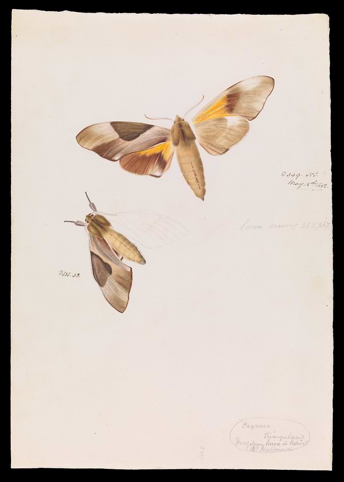 Two moths watercolor painting on paper