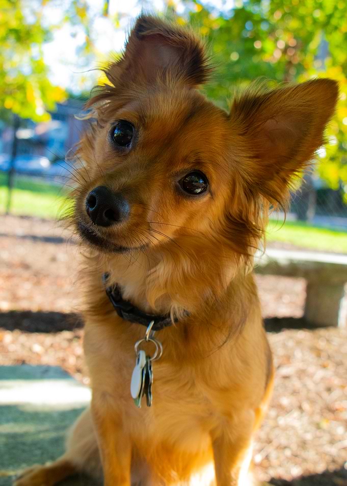 Cute Brown Dog Tilting Head