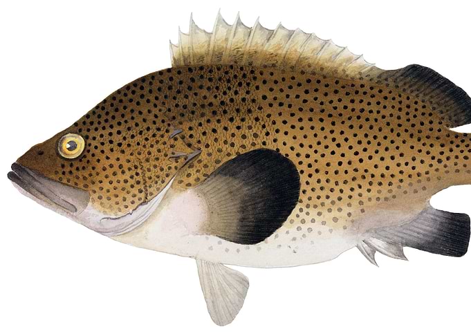 Brown Spotted Fish Illustration