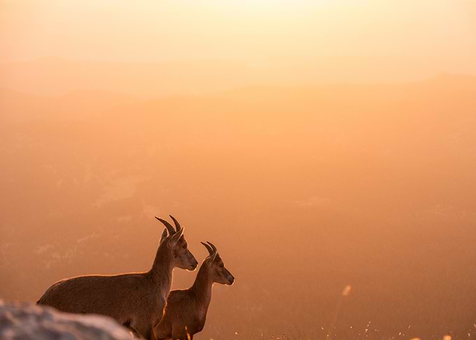 Two Ibex at Sunset
