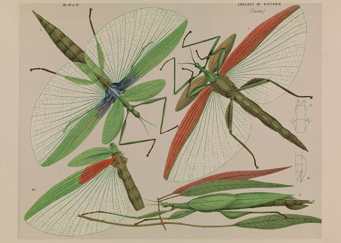Zoology of Victoria: Insect Illustration