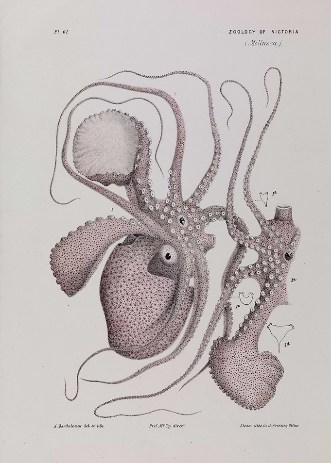 Vintage Octopus Illustration from Zoology of Victoria