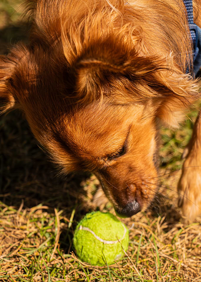 Dog with Tennis Ball on Grass