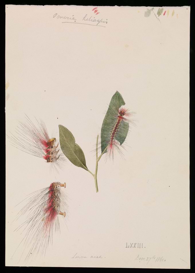 Oenistis Heliaspis Caterpillar Illustration