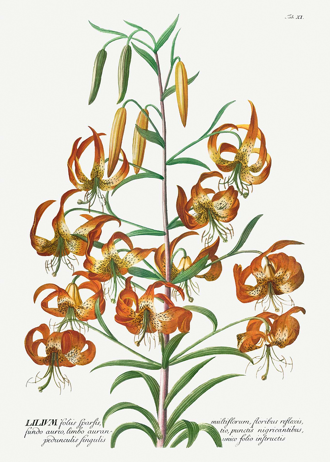 Vintage Tiger Lily Botanical Illustration