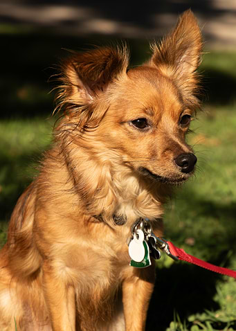 Alert Brown Dog with Red Leash
