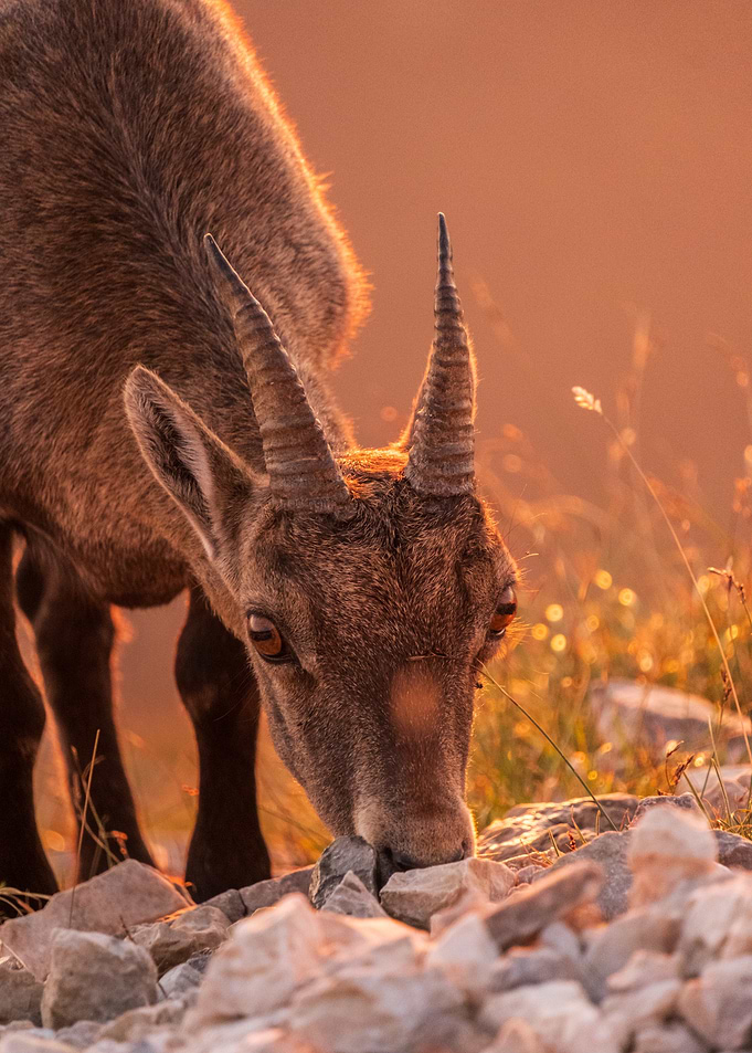 Alpine Ibex Grazing in Golden Light