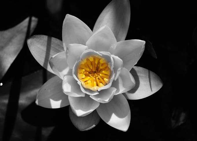 Monochrome Lily with Golden Center