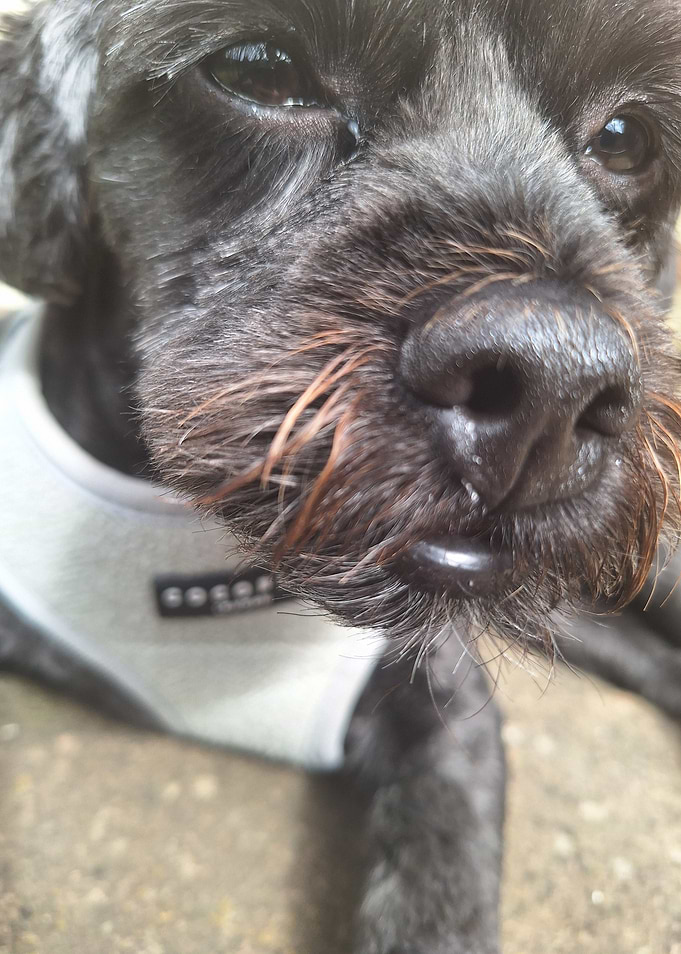 My dog frankie