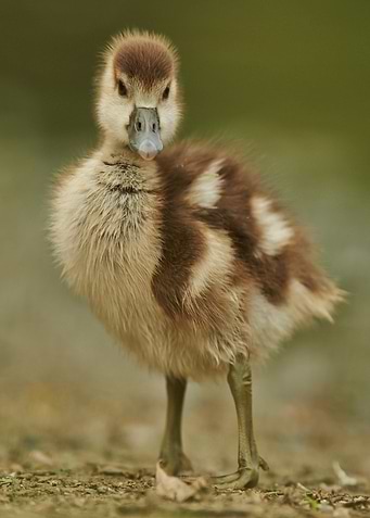Cute Brown Duckling Portrait