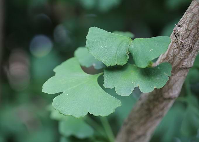 Ginkgo Biloba Leaves on Branch