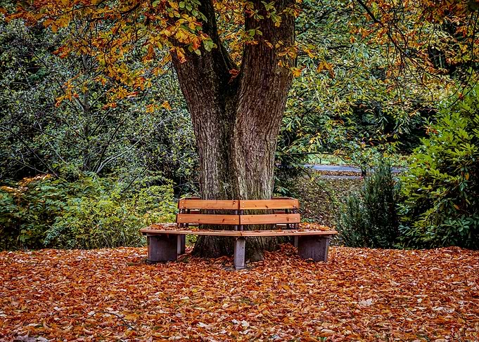 Autumn Park, Fall bench under a tree