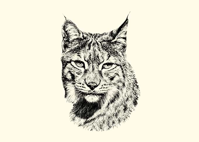 Lynx Portrait - Black and White
