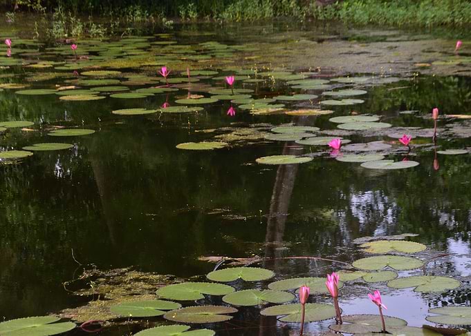 Water Lilies in a Pond